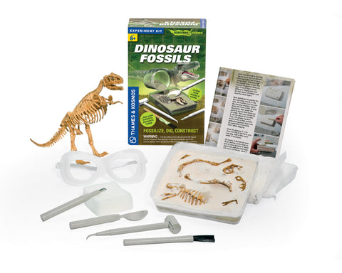 Dinosaur Fossils